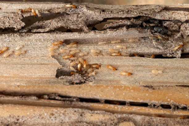 Best Best Pest Control Companies  in Yale, OK